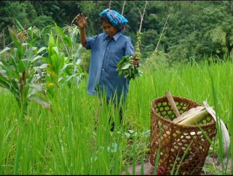 How is Climate Change impacting the indigenous food of Northeast India ...