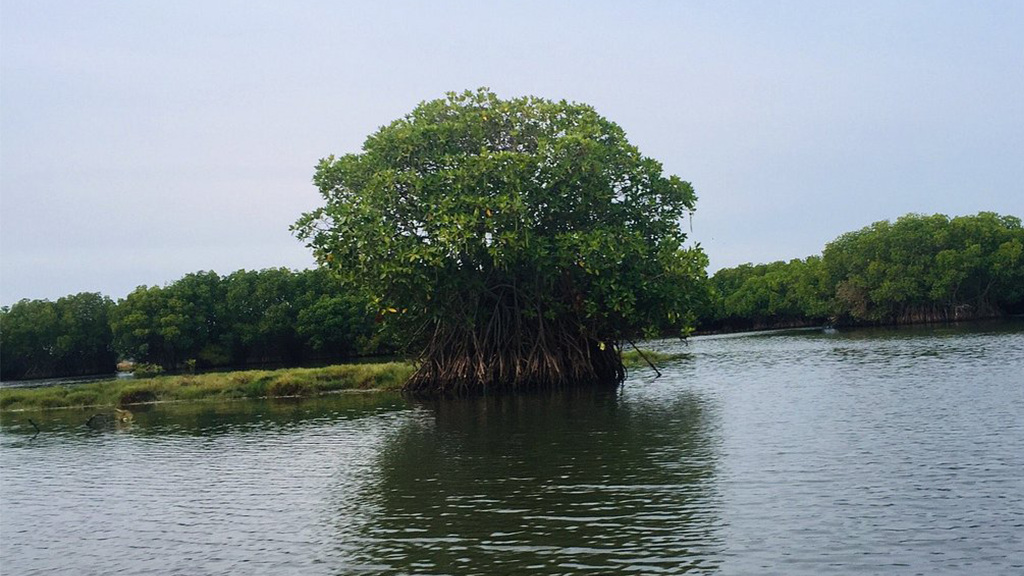 Mangrove Degradation in Sri Lanka – A story from the East - Climate ...