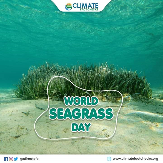 WORLD SEAGRASS DAY HEALTHY SEAGRASS HEALTHY PLANET Climate Fact Checks   Image 18 