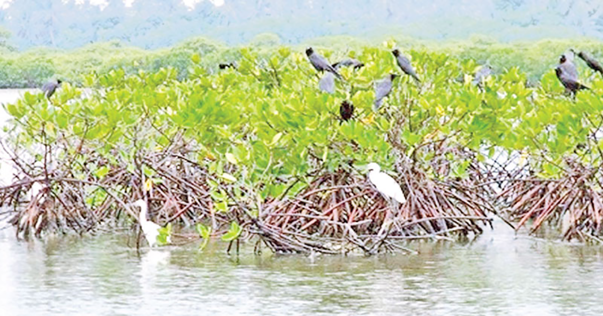 Sri Lanka Set to Expand Ramsar Convention Wetlands: Three New ...