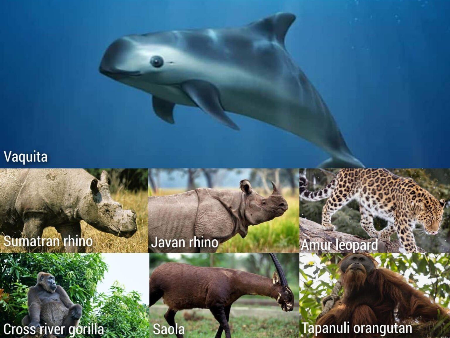 “Celebrate Saving Species”-World Endangered Species Day(2024)-May 17 ...